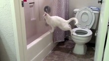 Cat accidently drops a load