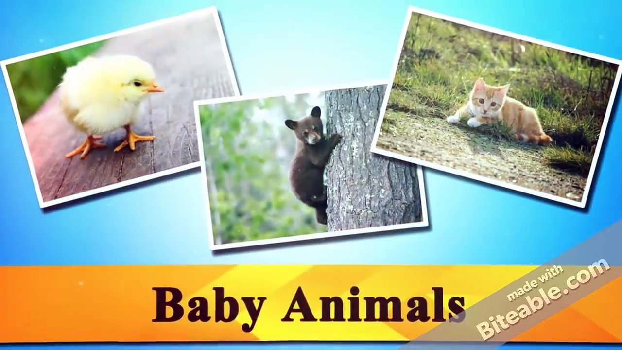 Kids Flash Card Learning App Promo    Kids Learning   Fruits  & Vegetables    Animals   Vehicles