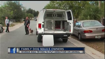 Pit Bull Mix Named "Scarface" Mauls Owners After They Tried To Put A Sweater On Him!