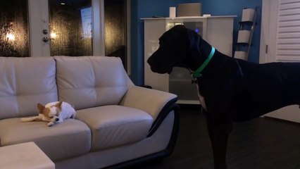 Un gros chien a peur d'un chihuahua !