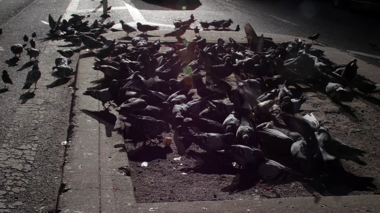 pigeons