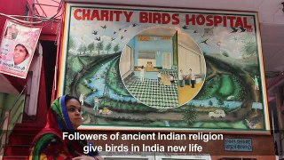 Hospital in Delhi gives birds new flight