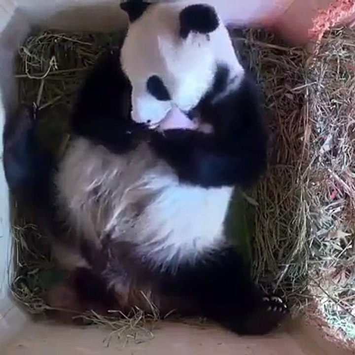 Funniest Panda Videos EVER