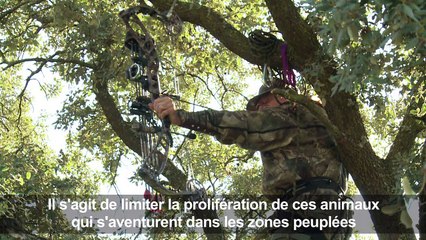 Près de Madrid, des archers éliminent de nuit les sangliers