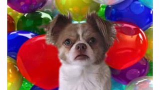 Happy Birthday! Please Subcribe! - Funny Birthday Videos