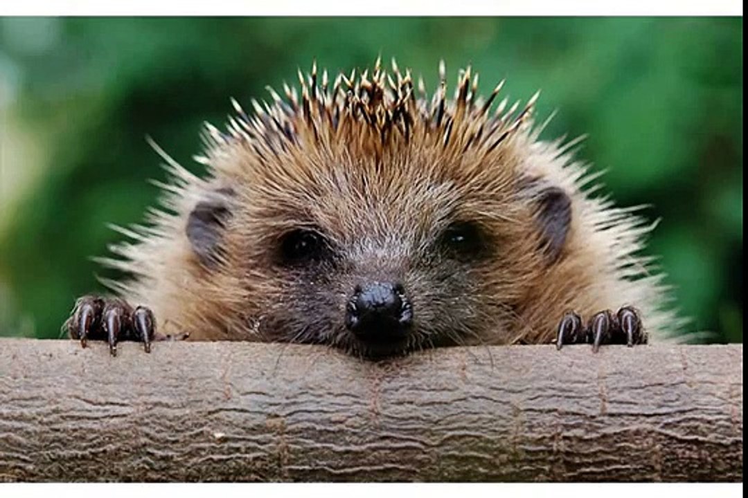 Funny Valentine's Day - Henry the Hedgehog