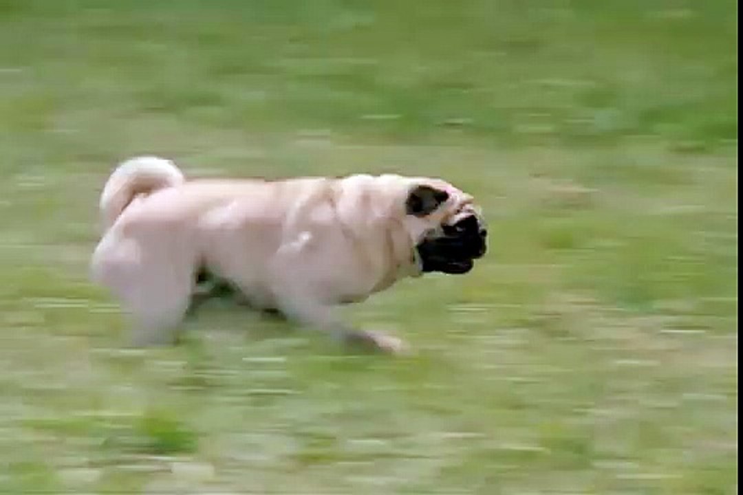 Otis runs over Francis!