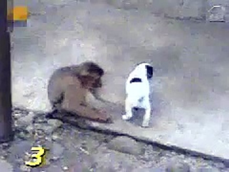 Monkey Laughing at Dog's Dick