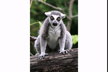 Happy Birthday to You - Lenny the Lemur[1]