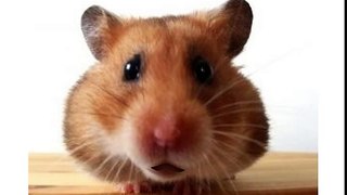 Funny Valentine's Video - Waddles the Hamster