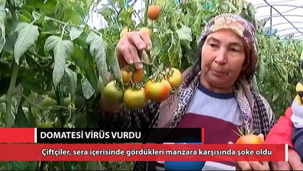 Domatesi virüs vurdu
