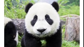 Happy Birthday to You from Hashtag the Panda! Bonk!