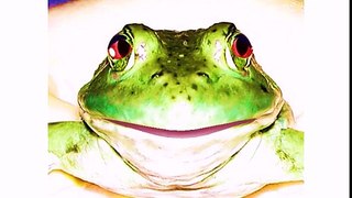 Happy Birthday to You - Tommy the Toad Frog