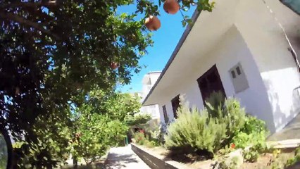 Golden Retriever - the dog who brings mail