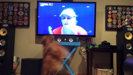 Golden Retriever can t get enough of Australian Open tennis