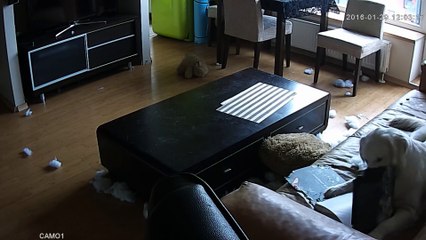 Golden retriever destroys the flat