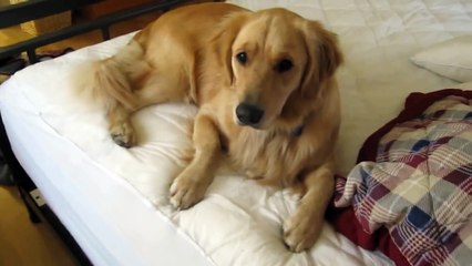 Golden retriever doesn t want to get out of bed