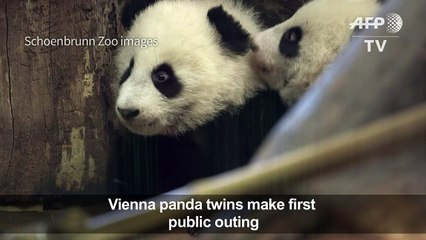 Vienna panda twins have their first public outing