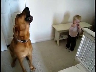 Köpek Ile Bebeğin Mükemmel Düeti video