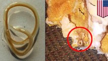 Worm sandwich: McDonald’s fish burger features worm, Michigan woman not happy