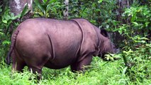 جهود في ادغال سومطرة لانقاذ اصغر حيوانات وحيد القرن في العالم