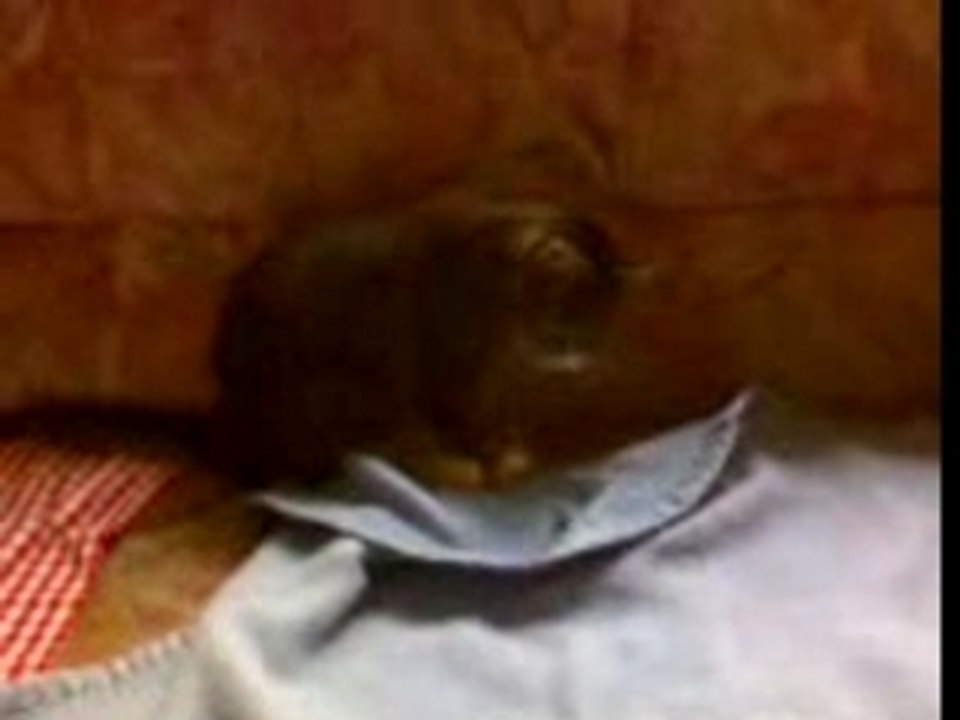 Diabolo et le haricot magique