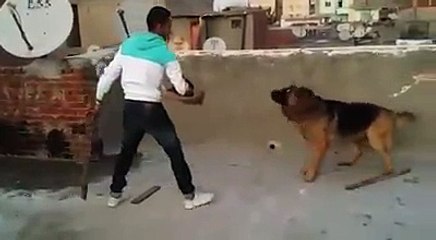 horrible training GSD