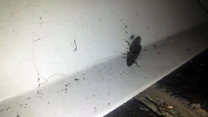 Tiny spider's epic battle against giant beetle