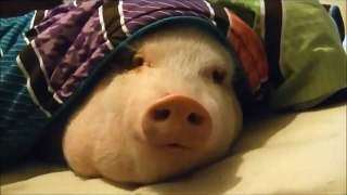How To Wake Up Your Pig - Funny Videos at Videobash