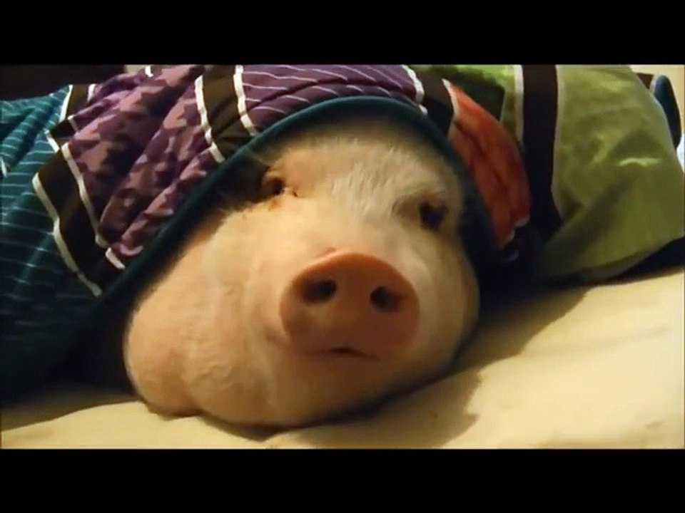 How To Wake Up Your Pig - Funny Videos at Videobash