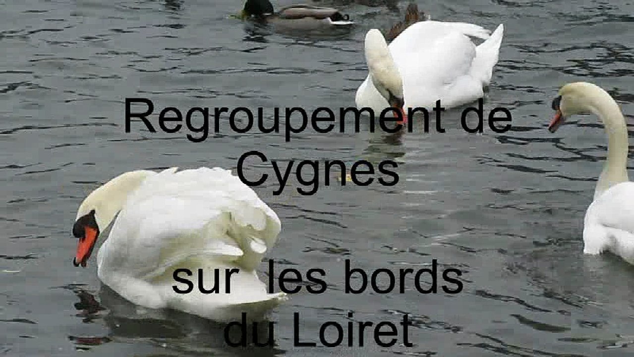 Cygnes Loiret