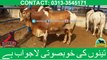 255 || Cow Mandi || 2018 || 2019 || Karachi Sohrab Goth || Kan Rabbani Cattle Farm