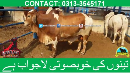 255 || Cow Mandi || 2018 || 2019 || Karachi Sohrab Goth || Kan Rabbani Cattle Farm