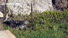 Two snakes show love