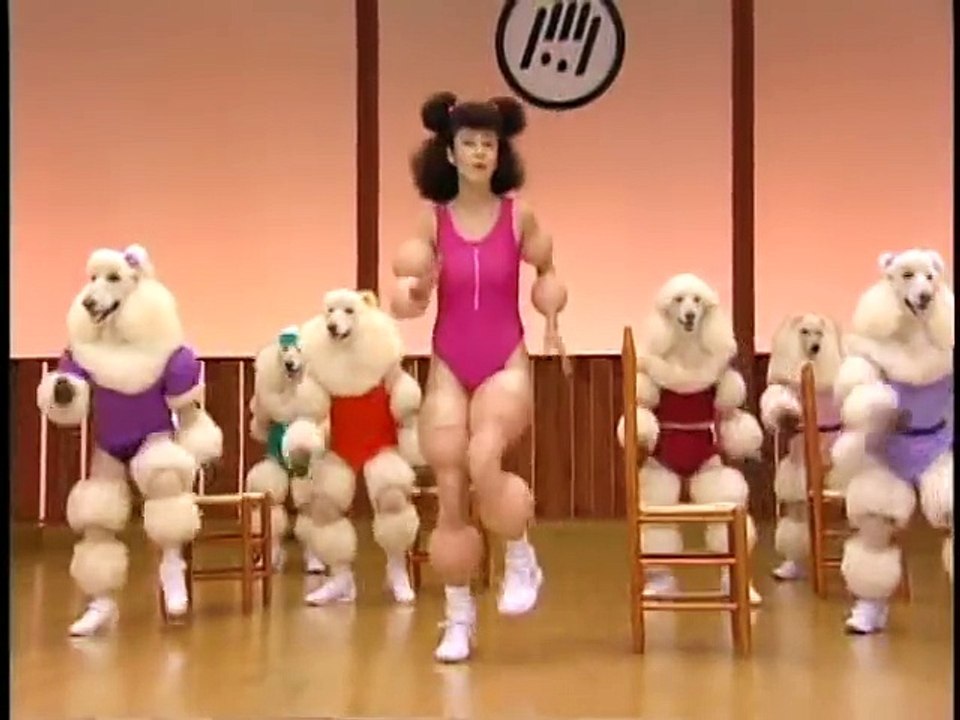 Poodle Exercise with Humans