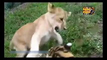 Animal attacks Caught On Camera - Amazing Wild Animal Attacks Lion, Crocodile ,Buffalo, Hyena HD