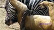 Animals Attacks On Lion Buffalo vs Lion vs zebra Animal attack Prey Fight back (2)