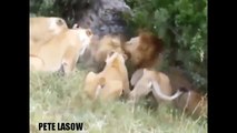 Lion vs Big Baboon vs Leopard vs Tiger Real Fight - Wild Animal Attacks #8 (2)