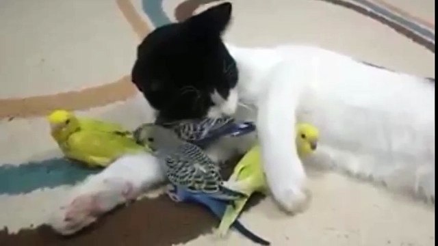 Любовь бывает не только у людей