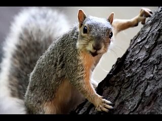 Happy Birthday to You - Sammie the Squirrel[1]