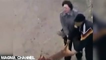 Pit bull enloquecido ataca a sus dueños - Pit bull attacks his crazed owners.
