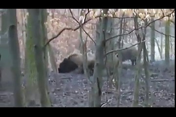 Pitbull vs wild boar. hunting