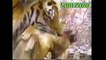 Wild animals attacks dog. Pit bull vs tiger. Leopard attacks dogs Mountain Lion vs dog fight