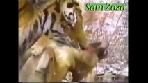 Wild animals attacks dog. Pit bull vs tiger. Leopard attacks dogs Mountain Lion vs dog fight