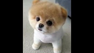 Happy Birthday to You - Pooh the Pomeranian[1]