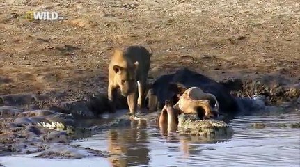 Крокодильи разборки, 2010 NatGeo Wild