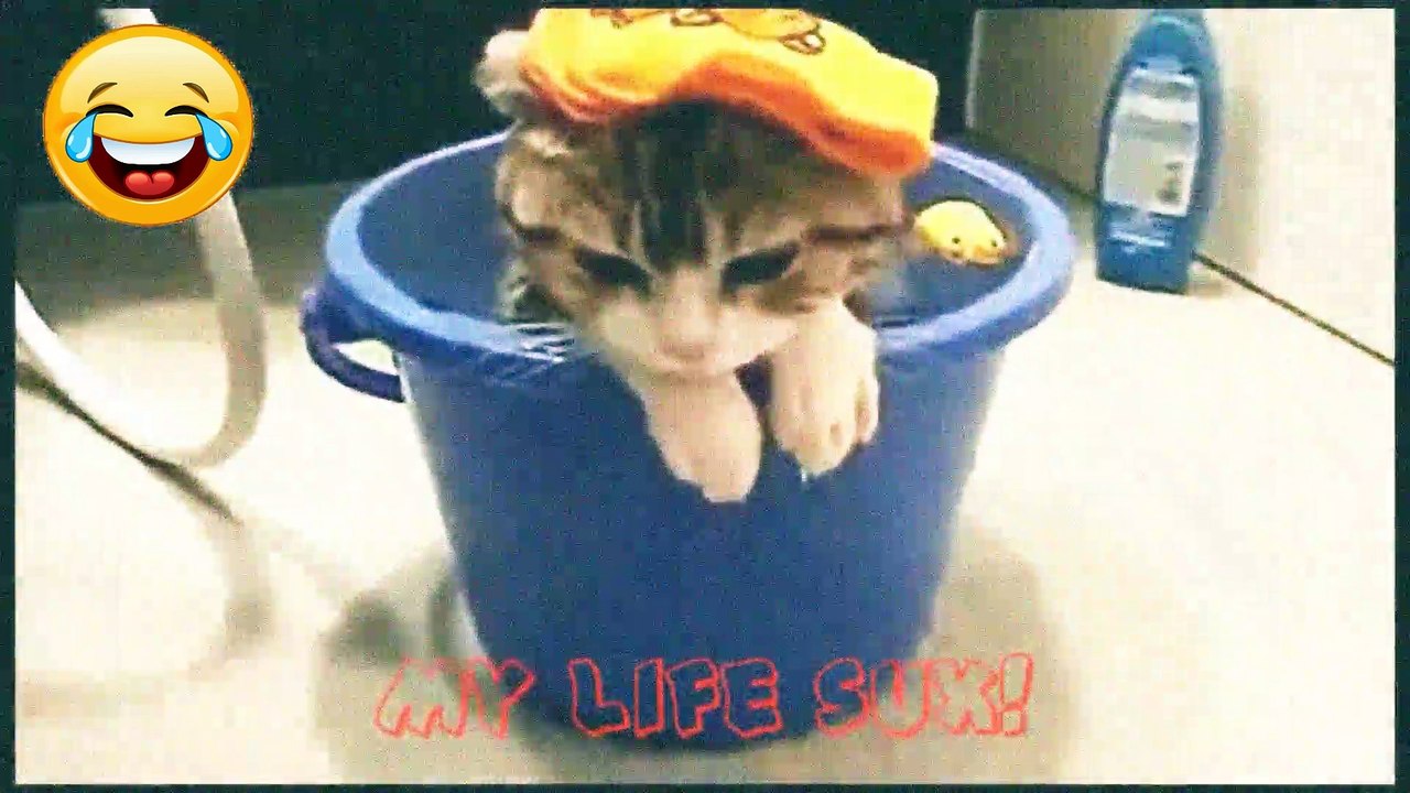 Funny Cats Compilation