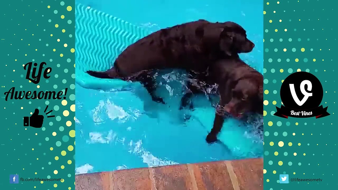 TRY NOT TO LAUGH or GRIN - Funny DOGS Fails Compilation 2016 || by Life Awesome