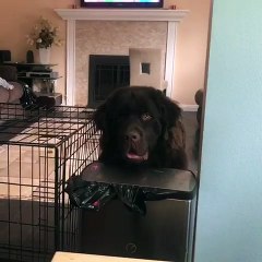 Dog demonstrates irresistible begging style