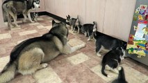SIBERIAN HUSKY DAD PLAYING WITH HIS 9 PUPPIES FOR THE FIRST TIME  6 WEEKS OLD!